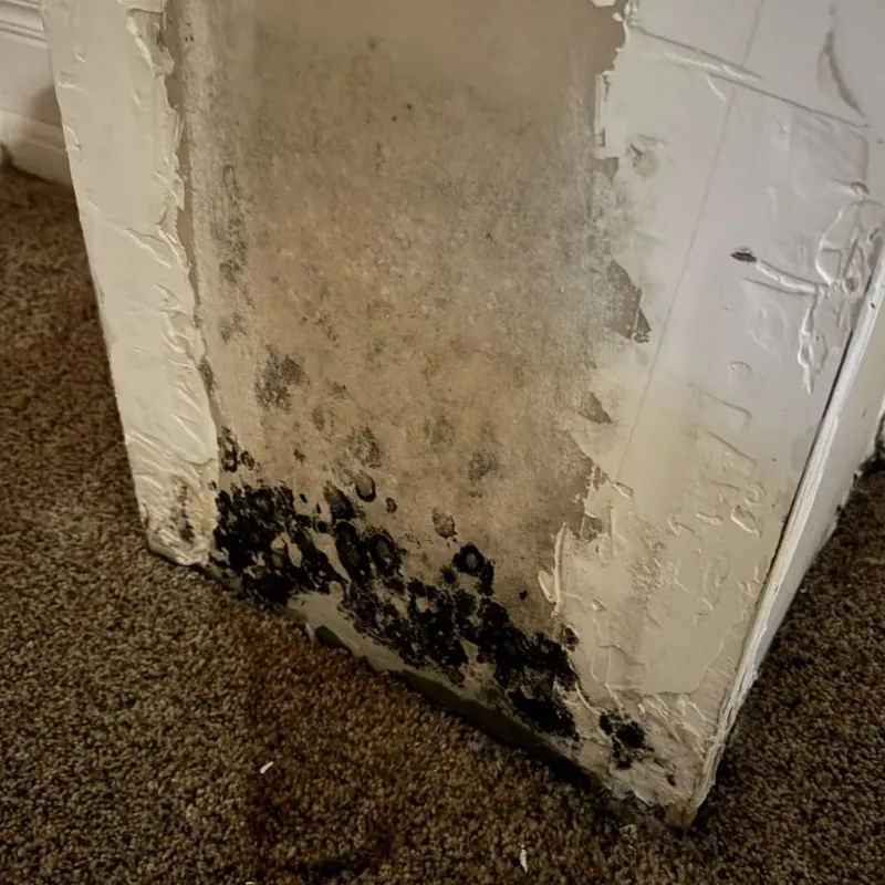 Professional Mold Removal in Springdale, PA